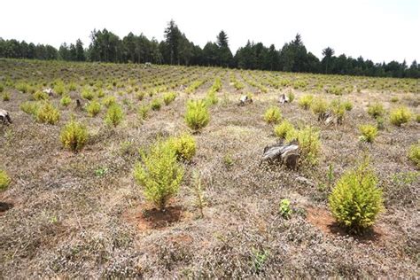  Plantation Dreams: A Journey Through Ethiopian Flora - Cultivating Hope and Resilience Amongst Thorns